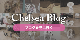 Chelsea Blog