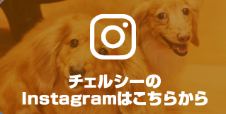 チェルシーのInstagramはこちらから