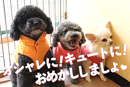 オシャレに！キュートに！おめかししましょ