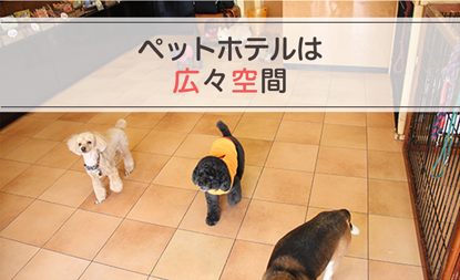 ペットホテルは広々空間